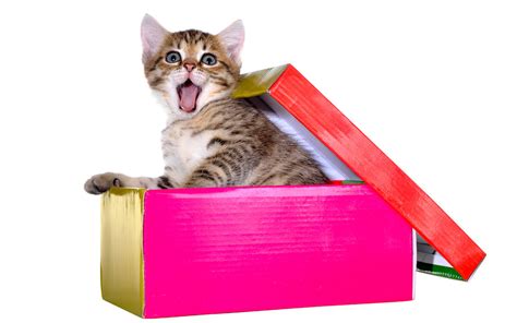 Happy Boxing Day 13 Adorable Cats In Boxes Parade Pets