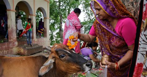 Hindu Cow Vigilantes In Rajasthan India Beat Muslim To Death The