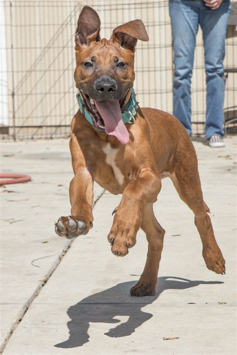 Dogs Rescued From Korean Dog Meat Farm Available For ...