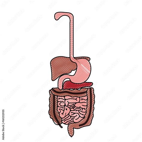 Color Crayon Realistic Silhouette Human Digestive System Stock Vector The Best Porn Website