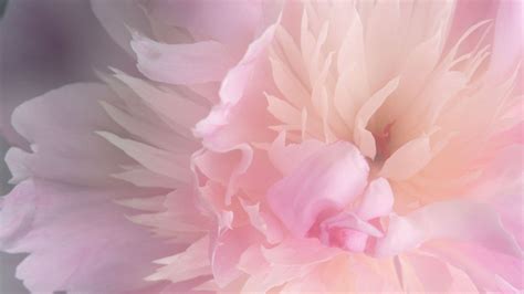 40 Pink Peonies Wallpaper Wallpapersafari