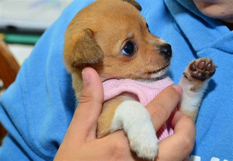 In four years, austin pets alive has transformed austin into the leading no kill city in the nation, through its volunteer army and generous donations. 10 Items to Donate to Animal Shelters - Earth911.com