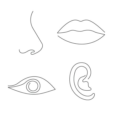 Parts Of The Face Eye Lips Nose Ear Drawn In One Continuous Line