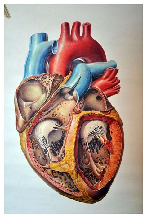 Physiology Of The Heart Valentine Heart Drawing
