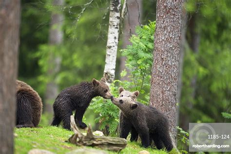 Brown Bear Cubs Ursus Arctos Stock Photo
