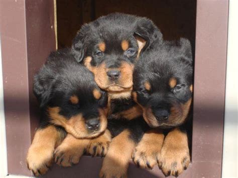 This gorgeous guy is ready and looking for his. AKC German Rottweiler Puppies (Champion Bloodline both Parents) for Sale in Fishersville ...