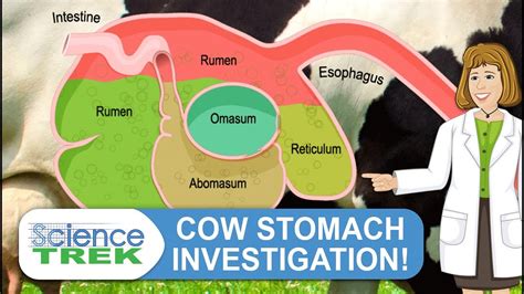 Digestive System Cow Stomach Investigation Science Trek Youtube