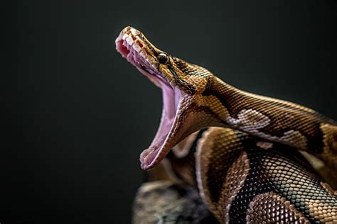 Top 10 Biggest Snakes In The World Bbc Science Focus Magazine