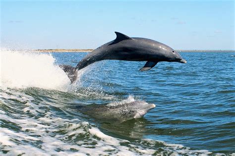3 Of The Best Reasons To Take Dolphin Tours On St George Island Fl