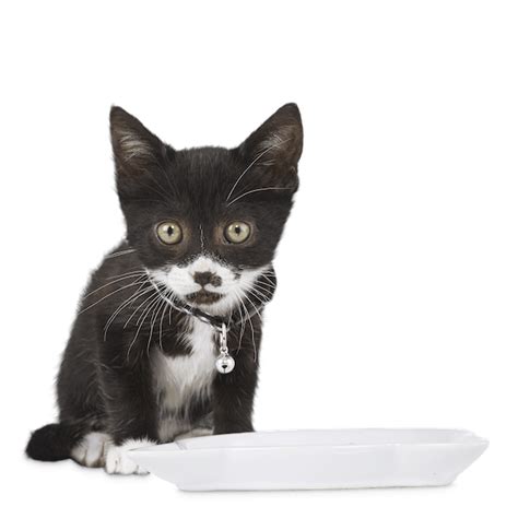 When you donate, we ensure more than 90 cents of every dollar goes directly to help pets and those who love them. Cat Nutrition Guide | Petco