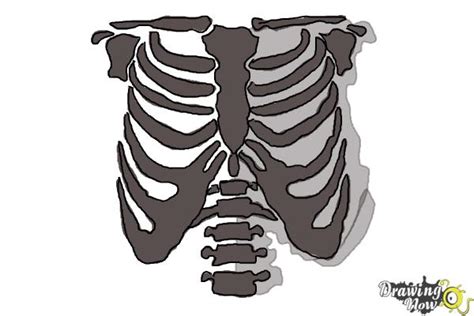 Human skeletal anatomy by dwil05 on deviantart. How to Draw a Rib Cage - DrawingNow