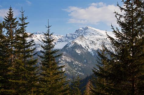 Mountain Snowy Landscape With Pine Trees Stock Image Image Of Tatry