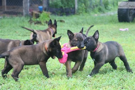 The brilliant, calm, and fearless beauceron or bas rouge is a herding dog that makes a great messenger, police, rescue, or land mine detection dog. Pin by Darkmalinois.com on Belgian Malinois Puppies For ...