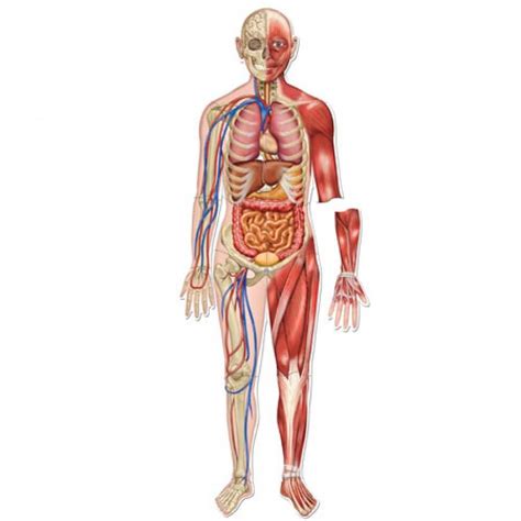 Labeling The Blank Human Body Diagram A Complete Guide