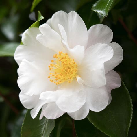 Camellia Flower