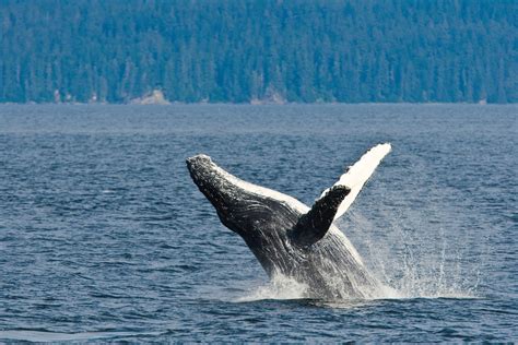 Best Trips for Whale Watching - Brownell Travel