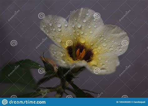 Water Droplets In The Sun On A White Flower Stock Image Image Of
