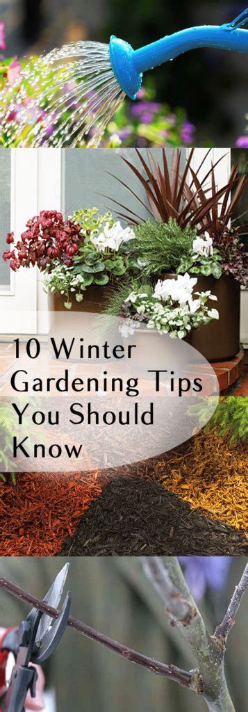10 Winter Gardening Tips You Should Know ~ Nondon