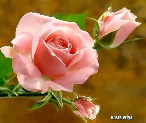 Most beautiful quotes about flowers. BEAUTIFUL!#! | Beautiful flowers, Most beautiful flowers ...