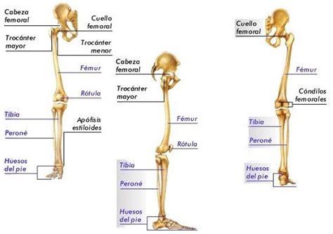 Huesos De Las Extremidades Inferiores Imagenes De Huesos Anatomia