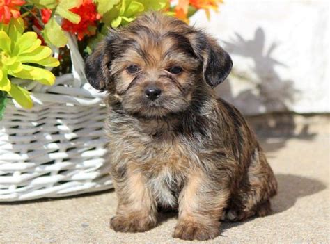 We did not find results for: Shorkie Puppies For Sale | Puppy Adoption | Keystone Puppies