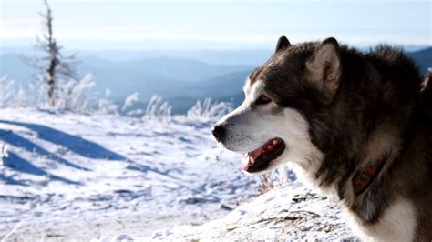 Snow Dogs Hungry Wallpapers Hd Desktop And Mobile Backgrounds