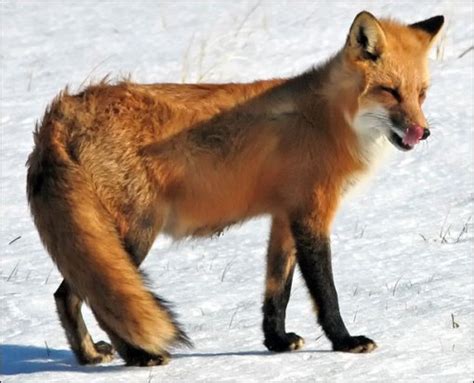 Red Fox Vulpes Vulpes Part Ii Prince Georges County Parents