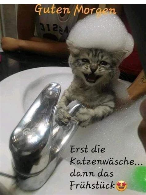 whatsapp lustige katzen bilder bild ger vse