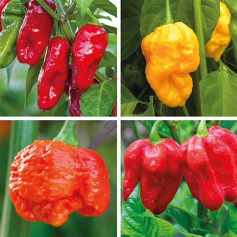 The Worlds Hottest Chilli Plant Collection From Dt Brown Seeds