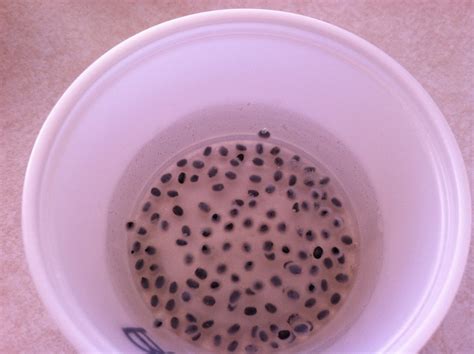 My family prepared: soaking seeds before planting