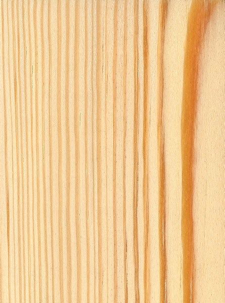 Check spelling or type a new query. Southern Yellow Pine | Pinus Palustris - Pinaceae