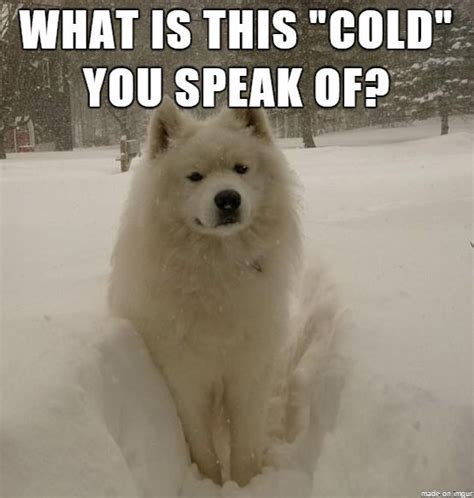 22 of the Best Samoyed Dog Memes – Page 2 – The Paws