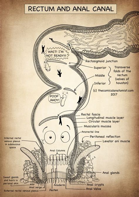 rectum anatomy