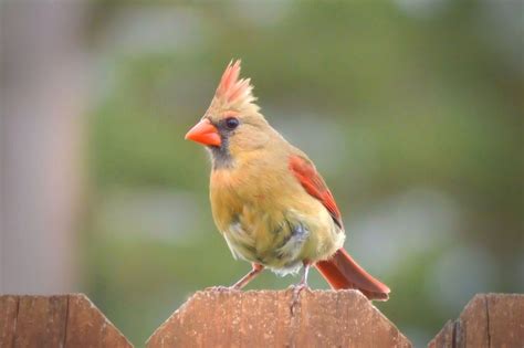 Female Northern Cardinal Birds And Blooms