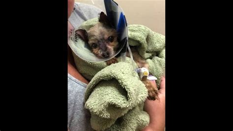 Wayside waifs or the humane society of kansas city. Ohio pet groomer charged with animal cruelty of dog ...