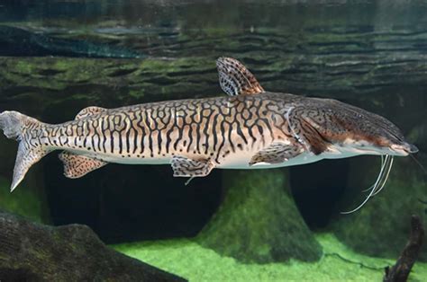 Peixe De Agua Doce Pampo Betara Cachara Sarapo