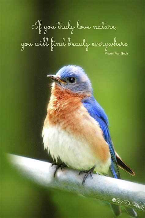 eastern bluebird with quote photograph by marilyn deblock pixels