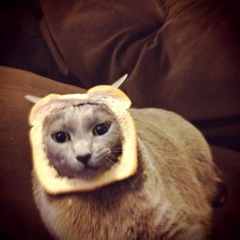 Cats Have Had Enough Of Cat Breading Cats Cat Bread Weird Pictures