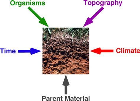 This is the material from which the soil has developed and can vary from solid rock to deposits like alluvium and boulder clay. 10(u) Soil Pedogenesis