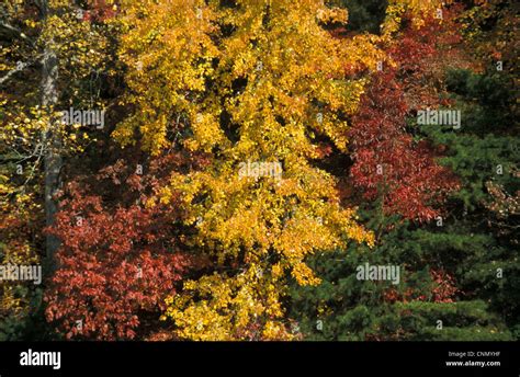 Tennessee Autumnfall Colour Of Maples Oaks And Hickory Trees Lose