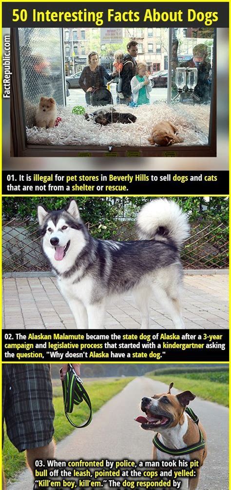50 Interesting Facts About Dogs Artofit