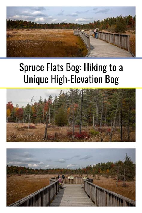 Spruce Flats Bog Hiking To A Unique High Elevation Bog Uncovering Pa