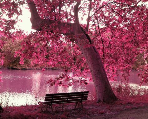 Free pink wallpapers and pink backgrounds for your computer desktop. Beautiful Pink Wallpapers - Wallpaper Cave