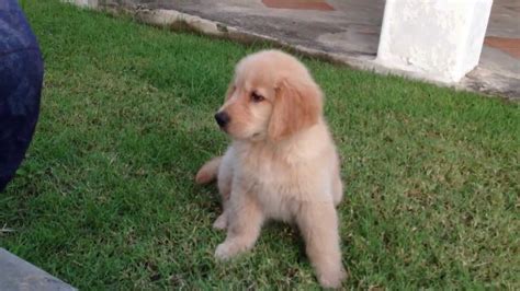 Hongtae Cute Golden Retriever Puppy Youtube