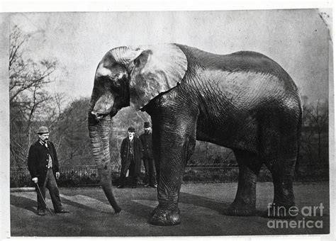 Jumbo The Elephant Photograph By Bettmann Fine Art America