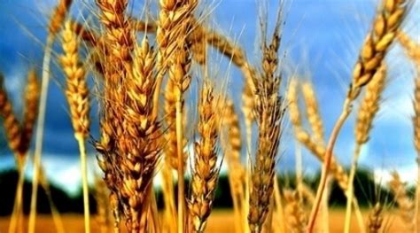 Kazakhstan Expecting A Bumper Grain Harvest 19 августа 2011 1440