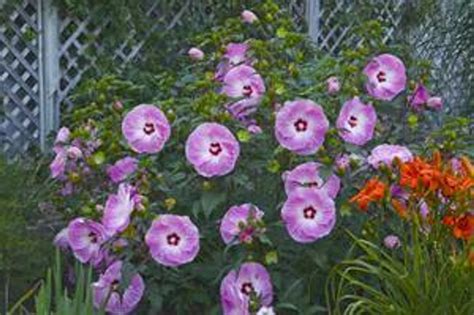 Hibiscus Tie Dye Perennial Plant Sale Bloomin Designs Nursery