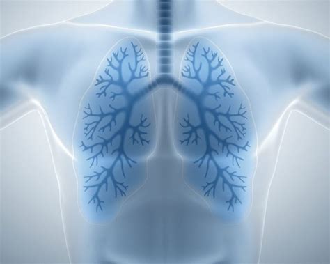 Lab Grown Lungs Have Potential For Patients With Cf Other Lung