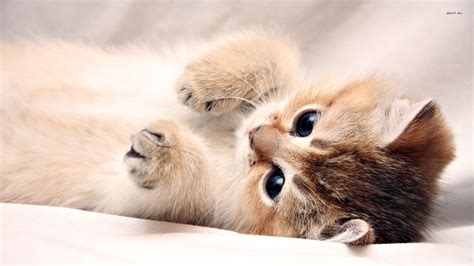 Cute Kitten Pictures Wallpaper ·① Wallpapertag