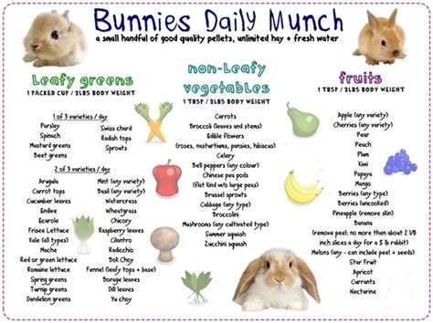 Do Rabbits Need To Eat At Night
